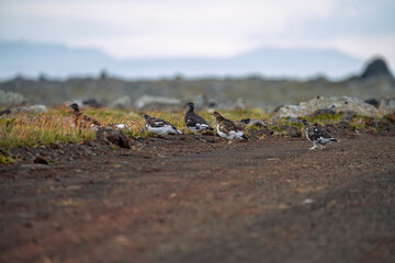 Willow Ptarmigan, Lagopus lagopus, birds in Langanes, North east of Iceland