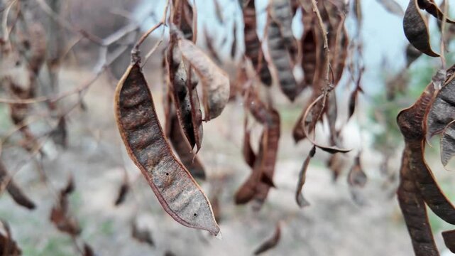 carob tree. A tree with dangling seedpods. Catalpa. Sword like tall seedpods of a Catalpa tree in the wind, commonly also called catawba, is a genus of flowering plants in the family Bignoniaceae