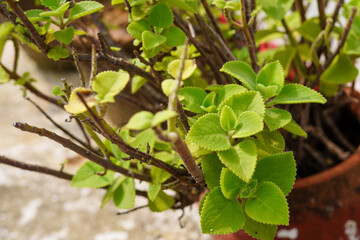 Close up of fresh green organic Carom seeds (Trachyspermum ammi) or Ajwain leaves, isolated on a white background. Medicinal green leafy cushion plant.