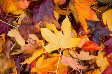 Fall maple leaf, background texture. Background group autumn orange leaf