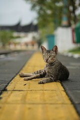a domestic street cat with striped fur lying on the blind sidewalk