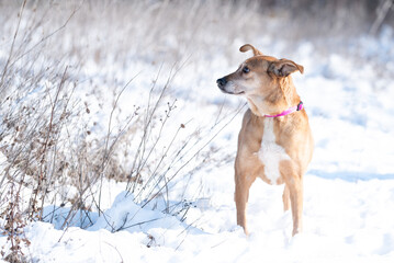 Beautiful rescued dog from dog shelter during socialization and obedience training on the snowy meadow