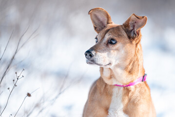 Beautiful rescued dog from dog shelter during socialization and obedience training on the snowy meadow