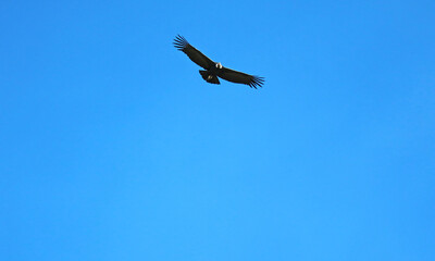 Watching Andean Condors flying over the Colca canyon, a popular attraction in Arequipa region of Peru, South America