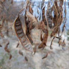 carob tree. A tree with dangling seedpods. Catalpa. Sword like tall seedpods of a Catalpa tree in the wind, commonly also called catawba, is a genus of flowering plants in the family Bignoniaceae