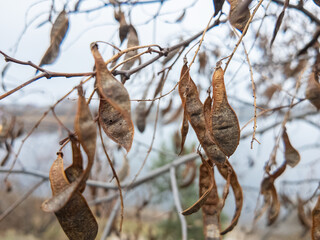carob tree. A tree with dangling seedpods. Catalpa. Sword like tall seedpods of a Catalpa tree in the wind, commonly also called catawba, is a genus of flowering plants in the family Bignoniaceae