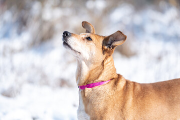 Beautiful rescued dog from dog shelter during socialization and obedience training on the snowy meadow