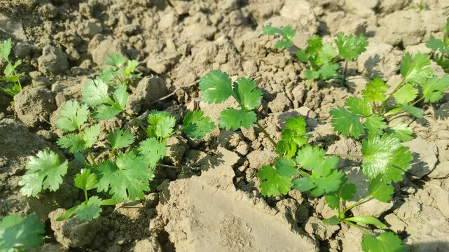 Coriander leaves in vegetables garden for health, food and agriculture concept design. Organic coriander leaves background.	