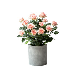 Fototapeta premium Pink Roses in a Vase
