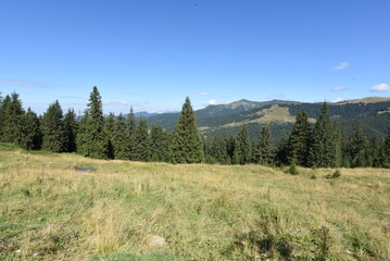 pine forest in the mountains