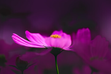 Flower Series : Light pink cosmos flowers in the park