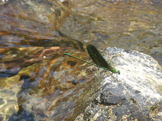 Libélula posada en el río