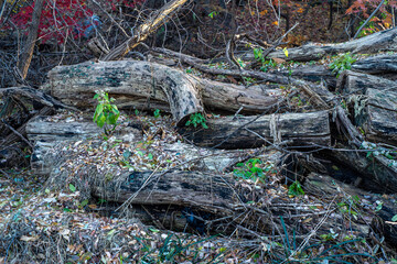 Dead trees