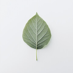 A single green leaf with detailed veins, floating in the center of a clean white background.