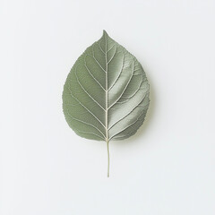 A single green leaf with detailed veins, floating in the center of a clean white background.