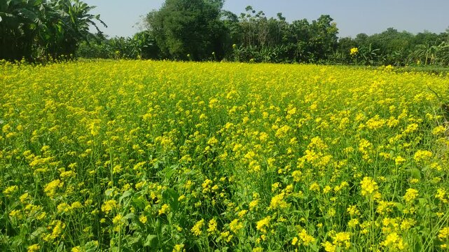 Mustard plants farm ( sarso khet) having yellow growing flower bloom, oilseeds