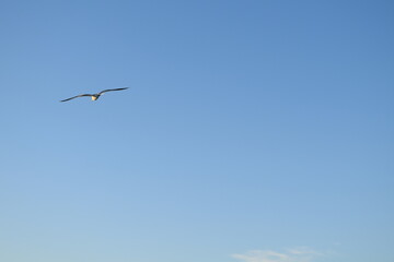 Seagull in the sky