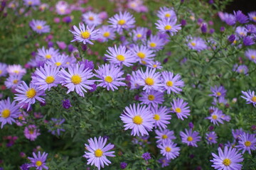 Daisy like violet flowers of Michaelmas daisies in October