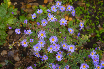 Flower heads of lavender colored Michaelmas daisies in November
