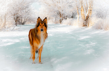 dog running in the snow