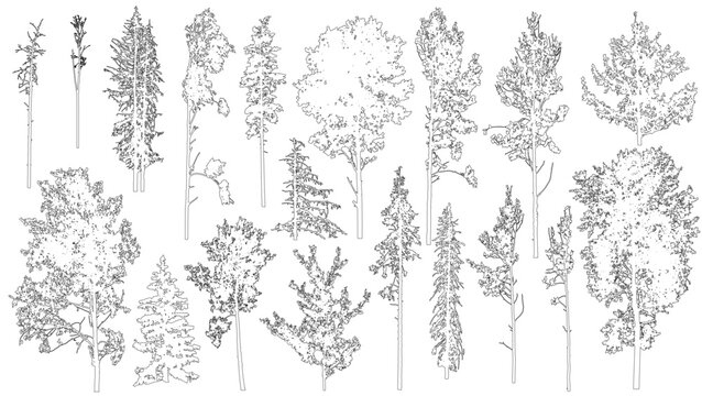 Set of coniferous and deciduous trees for architecture and landscape design, line drawing, contour. Vector illustration