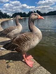 Obraz premium Two geese standing by the water
