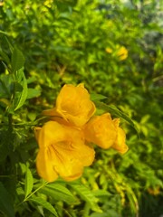 Yellow flowers