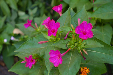 Several fuchsia colored flowers of Mirabilis jalapa in mid September