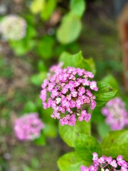 A cluster of small, vibrant pink flowers with green leaves in the background, showcasing the delicate beauty of nature in a garden setting, surrounded by lush greenery.