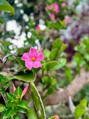Fototapeta premium A vibrant pink flower with a yellow center stands out amidst lush green foliage in a garden setting, capturing the essence of natural beauty and growth.