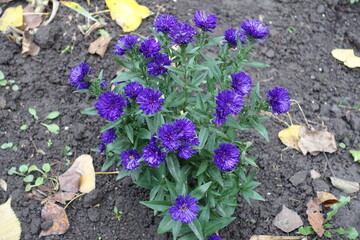 Deep purple double flowers of New York aster in November
