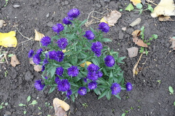 Double deep purple flowers of New York aster in November