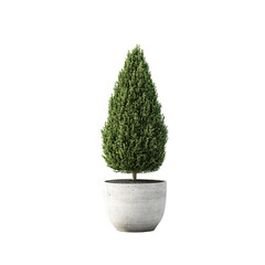 Potted Evergreen Tree