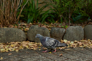 遊歩道の鳩