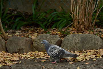 Obraz premium 遊歩道の鳩