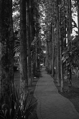 A black and white picture of a forest path with trees on either side in a summer day.