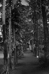 A black and white picture of a forest path with trees on either side in a summer day.