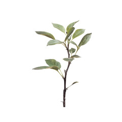 Delicate Young Plant Branch