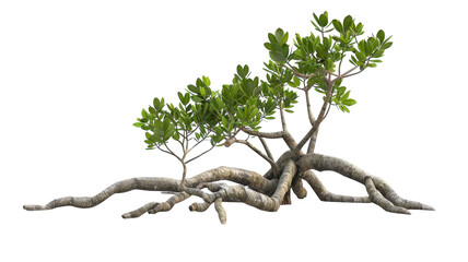 Detailed 3D Render of Mangrove Roots Perfect for Educational and Creative Projects