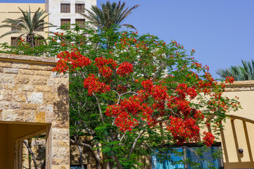 Palm trees and plants growing along shore are reflected in emerald water in pools of various shapes. Kempinski Hotel on shores of Dead Sea. Dead Sea, Jordan - May 22, 2011