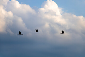 Silhouettes of Three Cranes in Flight Against Dramatic European Sky Clouds