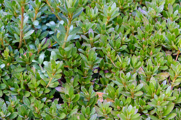 ツツジの密集した葉