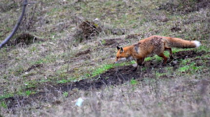 red fox vulpes