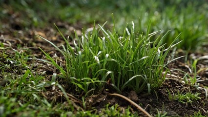 Obraz premium brown bear in the grass