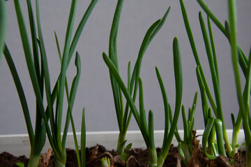 Green onion feathers against a gray wall
