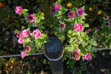 公園 散歩 自然が豊か