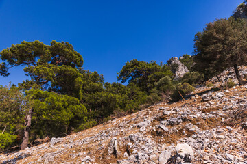 Coastal rocks with pine and olive trees on a sunny summer day