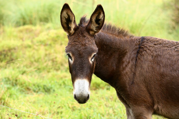 Cute brown donkey grazing outdoors on a farm