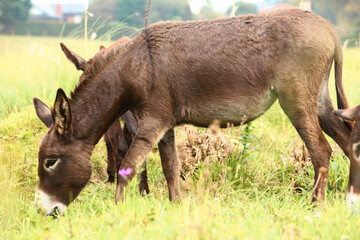 Fototapeta premium Cute brown donkey grazing outdoors on a farm