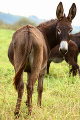 Cute brown donkey grazing outdoors on a farm